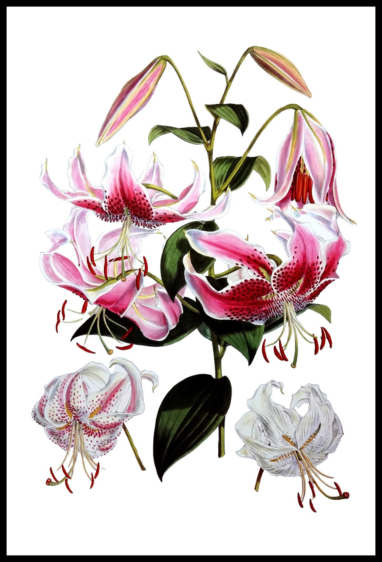 ALP F13058 Fitch Lilies (Antique Prints)